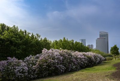 丁香公园丁香花