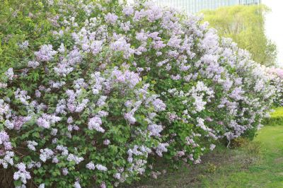 丁香公园丁香花