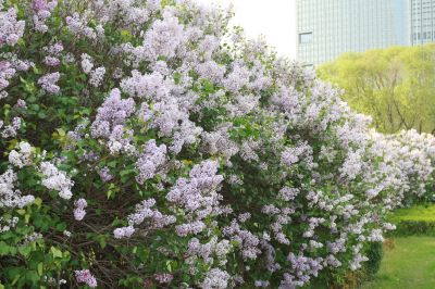 丁香公园丁香花