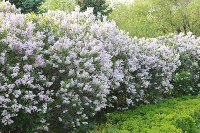 丁香公园丁香花
