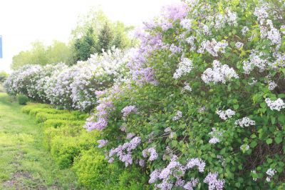 丁香公园丁香花