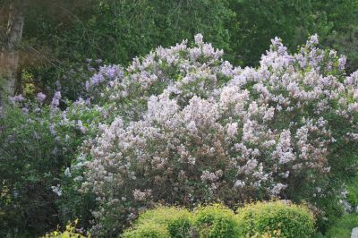 丁香公园丁香花