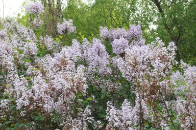 丁香公园丁香花