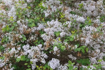 丁香公园丁香花