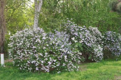 丁香公园丁香花