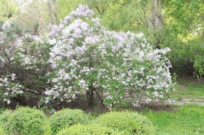 丁香公园丁香花