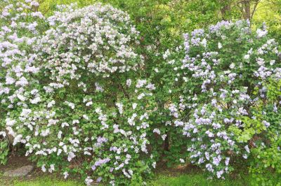 丁香公园丁香花