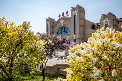 哈尔滨站丁香花盛开