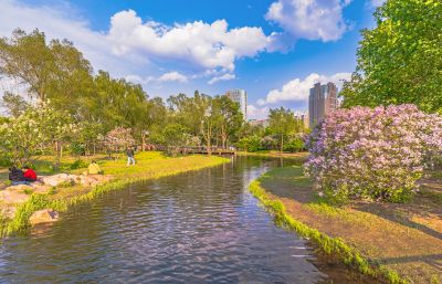 春天的丁香公园 丁香花开游人满园