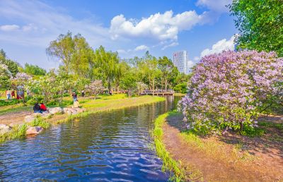 春天的丁香公园 丁香花开游人满园