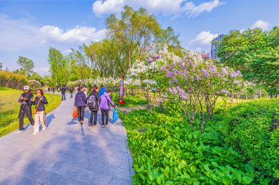 春天的丁香公园 丁香花开游人满园
