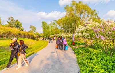 春天的丁香公园 丁香花开游人满园
