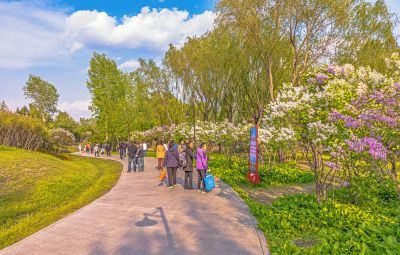 春天的丁香公园 丁香花开游人满园