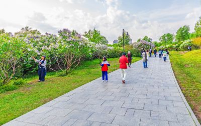 春天的丁香公园 丁香花开游人满园