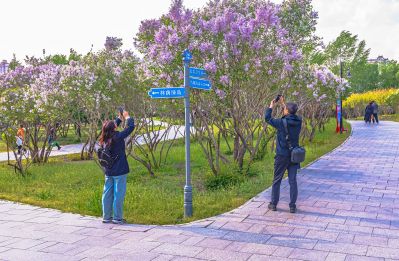 春天的丁香公园 丁香花开游人满园