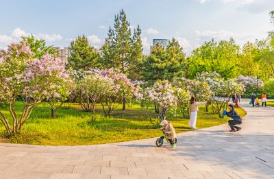 春天的丁香公园 丁香花开游人满园