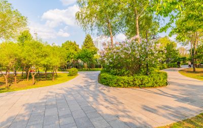 春天的丁香公园 丁香花开游人满园