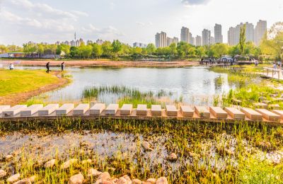 春天的丁香公园 丁香花开游人满园