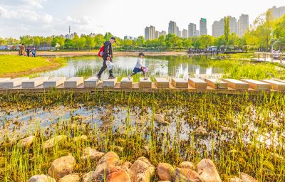 春天的丁香公园 丁香花开游人满园