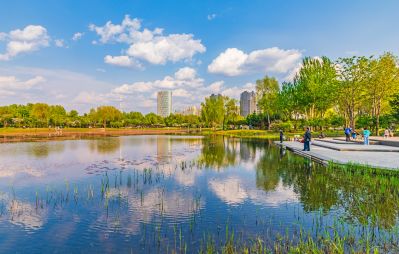春天的丁香公园 