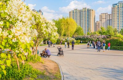 春天的丁香公园 