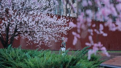 满城春花开