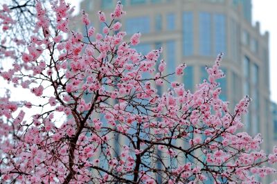 满城春花开
