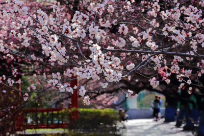 满城春花开