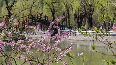 满城春花开