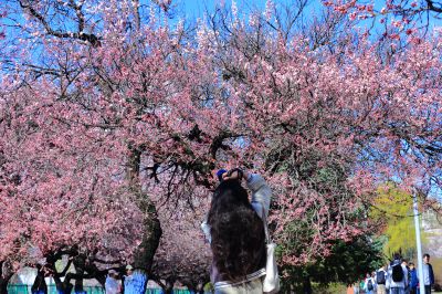 满城春花开
