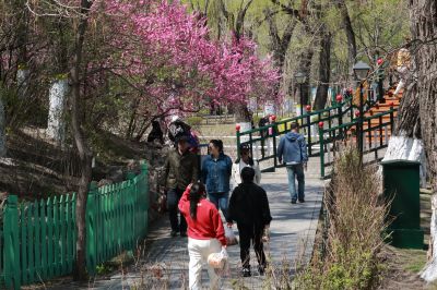 满城春花开