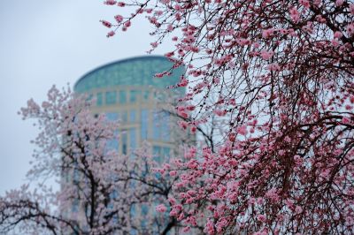 满城春花开