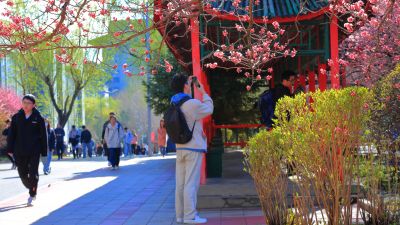 满城春花开