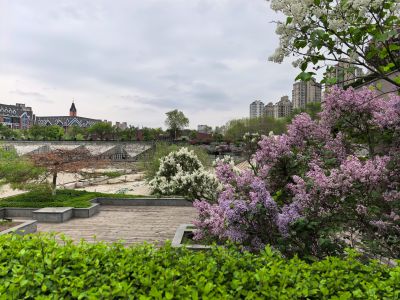 哈尔滨的夏季金河公园花季