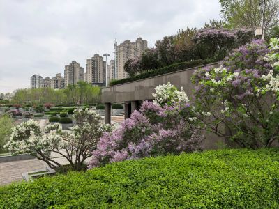 哈尔滨的夏季金河公园花季