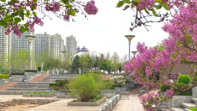 哈尔滨的夏季金河公园花季