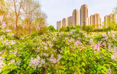 外滩湿地春色