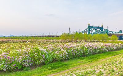 外滩湿地春色 丁香花海