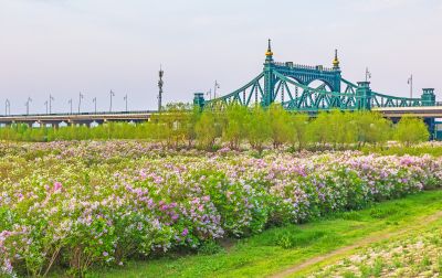 外滩湿地春色 丁香花海