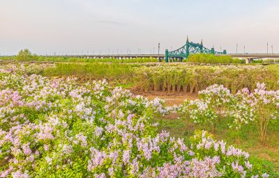 外滩湿地春色 丁香花海