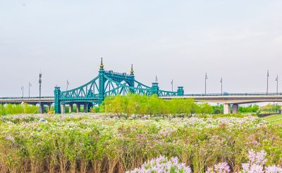 外滩湿地春色 丁香花海