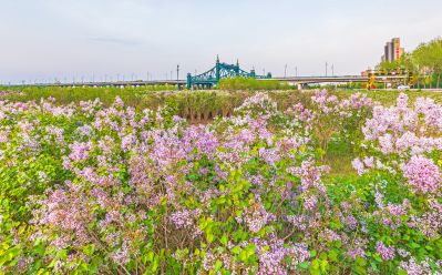 外滩湿地春色 丁香花海