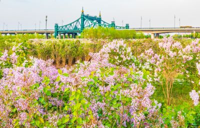 外滩湿地春色 丁香花海