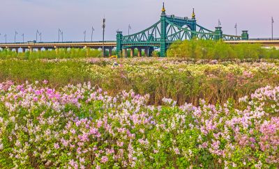 外滩湿地春色 丁香花海