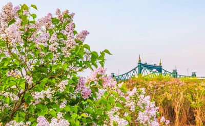 外滩湿地春色 丁香花海