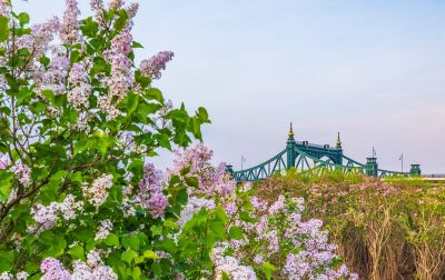 外滩湿地春色 丁香花海