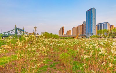 外滩湿地春色 丁香花海