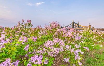 外滩湿地丁香花海