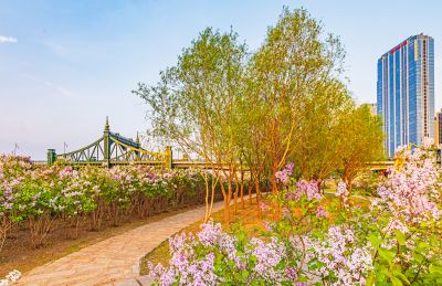 外滩湿地丁香花海