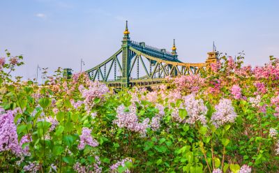 外滩湿地丁香花海